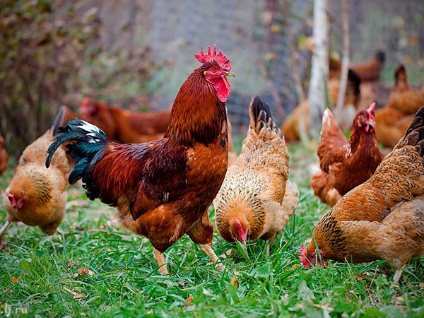 Породы куриц | ЗооТом - продажа, вязка и услуги для животных в Серове