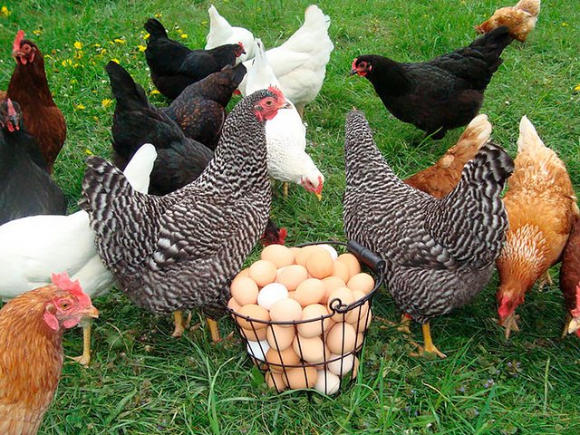 Содержание кур и уход за ними | ЗооТом - продажа, вязка и услуги для животных в Серове