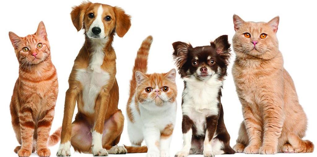 Доска объявлений о животных | ЗооТом - продажа, вязка и услуги для животных в Серове