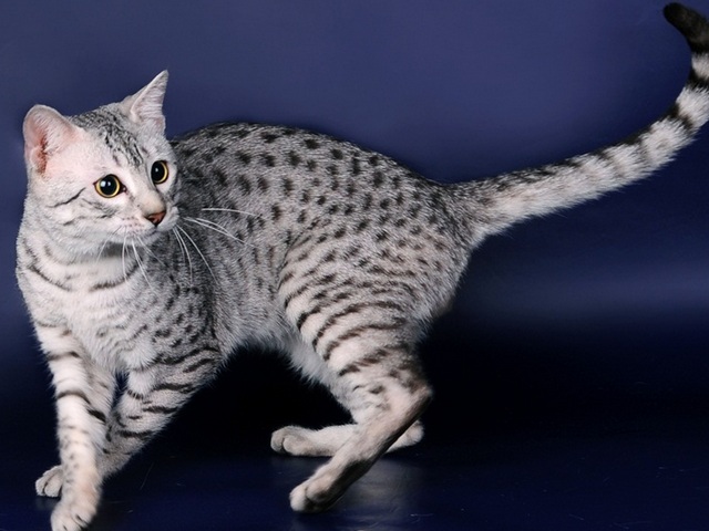 Породы кошек в Серове | ЗооТом портал о животных