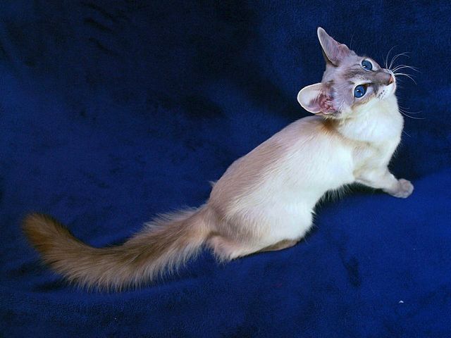 Выведенные породы кошек в Серове | ЗооТом портал о животных