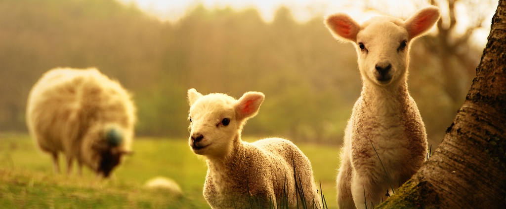 Объявления о сельскохозяйственных животных | ЗооТом - продажа, вязка и услуги для животных в Серове