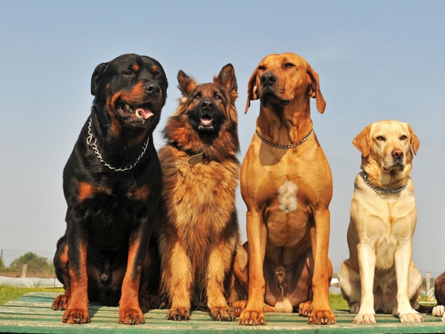 Крупные породы собак в Серове | ЗооТом портал о животных