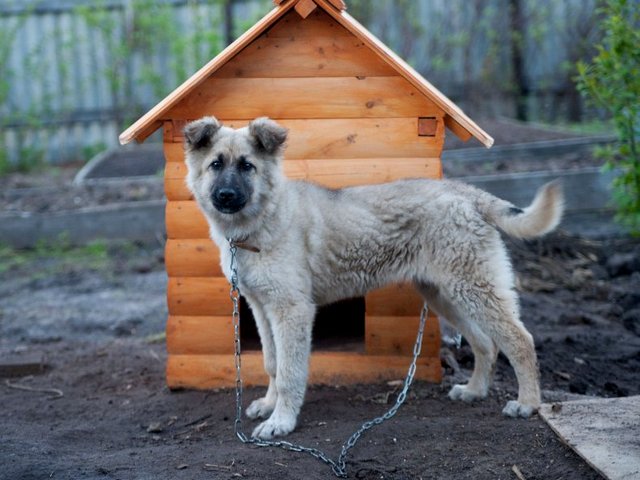 Все о собаках в Серове Все о собаках в Серове